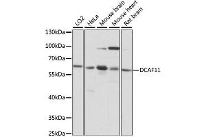 Western blot analysis of extracts of various cell lines, using DCAF11 antibody.