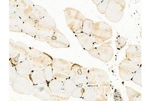 Phospho-STAT2 (Thr387) Antibody at 1/100 staining Mouse muscle tissue by IHC-P.