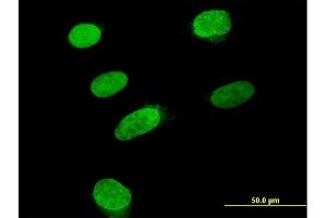 Immunofluorescence of purified MaxPab antibody to ARID3B on HeLa cell. (ARID3B antibody  (AA 1-253))