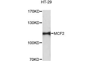 Western blot analysis of extracts of HT-29 cells, using MCF2 antibody. (MCF2 antibody)
