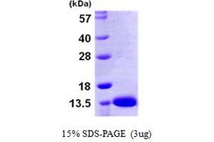 SDS-PAGE (SDS) image for S100 Calcium Binding Protein A13 (S100A13) (AA 1-98) protein (His tag) (ABIN667408)