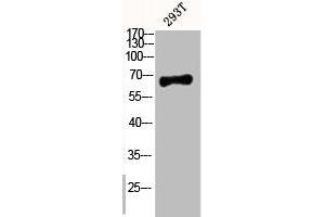 Western Blot analysis of 293T cells using Phospho-p63 (S455) Polyclonal Antibody (p63 antibody  (pSer455))