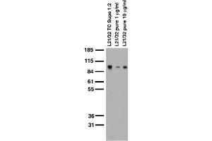 anti-Glutamate Receptor, Ionotropic, AMPA 2 (GRIA2) (AA 834-883), (C-Term), (Cytosolic) antibody