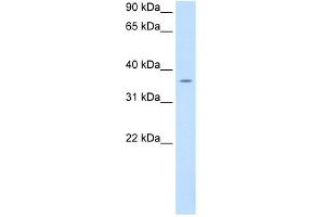 WB Suggested Anti-PON1 Antibody Titration:  0. (PON1 antibody  (C-Term))