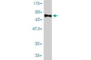 Western Blot detection against Immunogen (82. (SMU1 antibody  (AA 1-513))