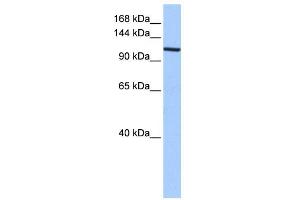 XPO1 antibody used at 0. (XPO1 antibody)