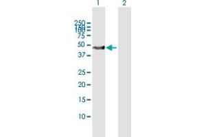 Western Blot analysis of SKP2 expression in transfected 293T cell line by SKP2 MaxPab polyclonal antibody. (SKP2 antibody  (AA 1-424))