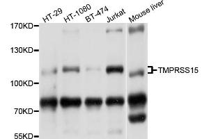 Western blot analysis of extracts of various cell lines, using TMPRSS15 antibody (ABIN4905445) at 1:1000 dilution. (TMPRSS15 antibody)