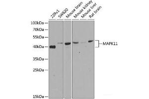 Western blot analysis of extracts of various cell lines using MAPK11 Polyclonal Antibody at dilution of 1:500. (MAPK11 antibody)