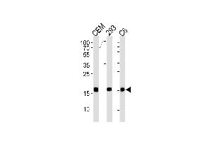 SUMO2 Antibody (C-term) (ABIN1882280 and ABIN2843489) western blot analysis in CEM,293,rat C6 cell line lysates (35 μg/lane). (SUMO2 antibody)