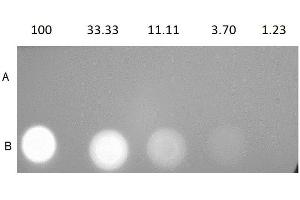 Dot Blot (DB) image for Streptavidin protein (PE) (ABIN964539)
