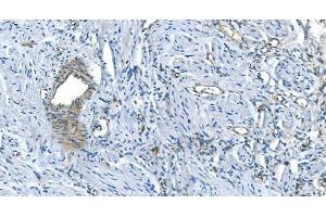 IHC analysis of GNG2 using anti-GNG2 antibody (ABIN7600505).
