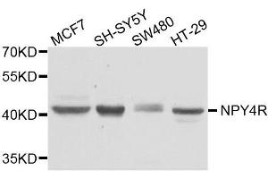 Western blot analysis of extracts of various cell lines, using NPY4R antibody. (NPY4R antibody  (AA 1-80))