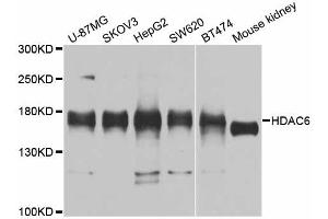 Western blot analysis of extracts of various cell lines, using HDAC6 antibody (ABIN4903879) at 1:1000 dilution. (HDAC6 antibody)
