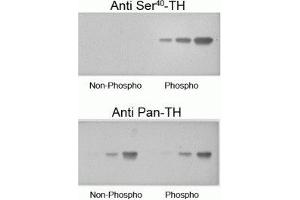 Western blot of recombinant phospho-TH and non-phospho-TH showing selective immunolabeling by the phosphospecific antibody of the ~60 kDa TH phosphorylated at Ser40. (Tyrosine Hydroxylase antibody  (pSer40))