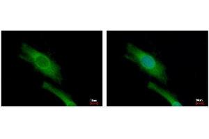 Immunofluorescence (IF) image for anti-Eukaryotic Translation Initiation Factor 4 gamma 2 (EIF4G2) (N-Term) antibody (ABIN2855137)