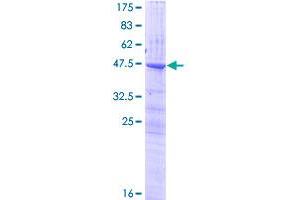 CLEC3A Protein (AA 1-197) (GST tag)