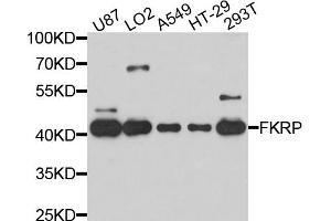 Western blot analysis of extracts of various cell lines, using FKRP antibody (ABIN4903681) at 1:1000 dilution. (FKRP antibody)