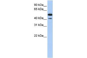 WB Suggested Anti-DNASE2B Antibody Titration:  0. (DNASE2B antibody  (Middle Region))