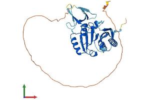AlphaFold protein structure predicition of Human Recombinant FBL Protein, UniprotID P22087