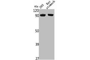 Western Blot analysis of rat stomach 293 cells using NVL Polyclonal Antibody