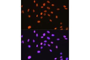 Immunofluorescence analysis of C6 cells using SFPQ Rabbit mAb (ABIN7270547) at dilution of 1:100 (40x lens). (SFPQ antibody)