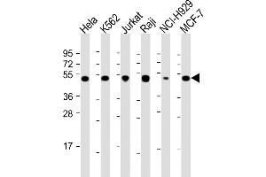 All lanes : Anti-RPL4 Antibody (N-Term) at 1:2000 dilution Lane 1: Hela whole cell lysate Lane 2: K562 whole cell lysate Lane 3: Jurkat whole cell lysate Lane 4: Raji whole cell lysate Lane 5: NCI- whole cell lysate Lane 6: MCF-7 whole cell lysate Lysates/proteins at 20 μg per lane. (RPL4 antibody  (AA 119-149))