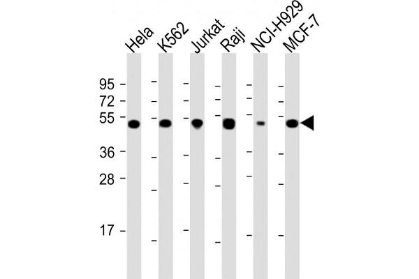 RPL4 Antikörper  (AA 119-149)