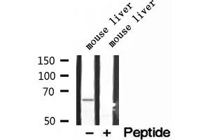 Western blot analysis of extracts of mouse liver tissue, using LARP7 antibody. (LARP7 antibody  (C-Term))