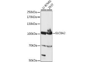 Western blot analysis of extracts of various cell lines, using SLC8 antibody (ABIN7270484) at 1:1000 dilution.