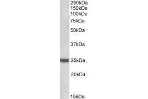 Western Blotting (WB) image for anti-rho GDP Dissociation Inhibitor (GDI) gamma (ARHGDIG) (AA 43-54) antibody (ABIN1492326) (ARHGDIG antibody  (AA 43-54))