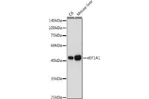 Western blot analysis of extracts of various cell lines, using eEF1 antibody (7857) at 1:1000 dilution. (eEF1A1 antibody  (AA 123-462))