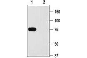 Western blot analysis of rat brain membranes: - 1. (KCNA2 antibody  (Intracellular))