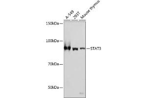 Western blot analysis of extracts of various cell lines, using ST antibody (ABIN7270305) at 1:1000 dilution. (STAT3 antibody)