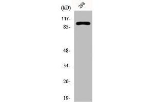 Western Blot analysis of 293 cells using E-cadherin Polyclonal Antibody (E-cadherin antibody  (N-Term))
