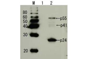Western Blotting (WB) image for anti-Human Immunodeficiency Virus 1 Capsid (HIV-1 p24) (full length) antibody (ABIN2452021) (HIV-1 p24 antibody  (full length))