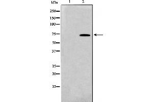 Western blot analysis on HT29 cell lysate using TAF5L Antibody,The lane on the left is treated with the antigen-specific peptide. (TAF5L antibody  (Internal Region))