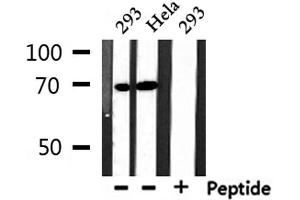 Western blot analysis of extracts from 293 and Hela, using NXF1 Antibody. (NXF1 antibody  (N-Term))