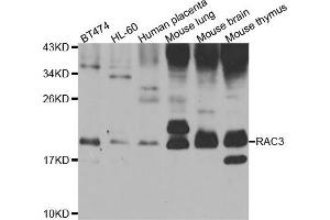 Western blot analysis of extracts of various cell lines, using RAC3 antibody (ABIN5975576) at 1/1000 dilution. (RAC3 antibody)