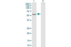 Western Blot analysis of GK2 expression in transfected 293T cell line by GK2 MaxPab polyclonal antibody. (GK2 antibody  (AA 1-553))