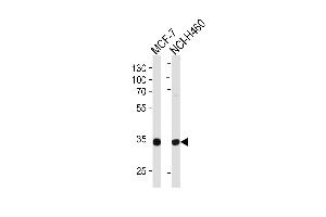 Western blot analysis of lysates from MCF-7, NCI- cell line (from left to right), using TAZ Antibody (N-term) (ABIN652751 and ABIN2842495). (TAZ antibody  (N-Term))