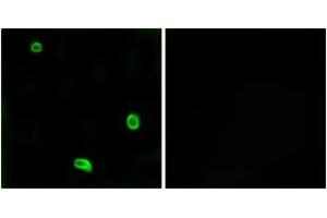 Immunofluorescence (IF) image for anti-Coagulation Factor II (Thrombin) Receptor-Like 3 (F2RL3) (AA 29-78) antibody (ABIN2891147) (F2RL3 antibody  (AA 29-78))