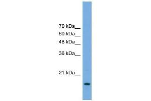 POP5 antibody used at 0. (POP5 antibody  (Middle Region))