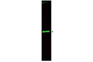 Western blot using  Affinity Purified anti-SLIT-3 antibody shows detection of a predominant band at ~145 kDa corresponding to SLIT-3 (arrowhead) in a bovine thyroid whole cell lysate using the 800 nm channel (green). (SLIT3 antibody  (AA 1164-1177))