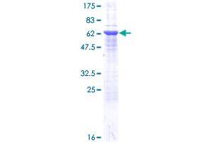 Syntaxin 16 Protein (STX16) (AA 1-304) (GST tag)