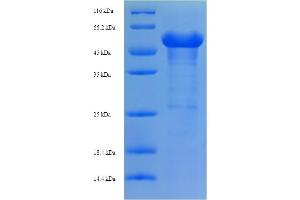 SDS-PAGE (SDS) image for Aminoadipate Aminotransferase (AADAT) (AA 30-425) protein (His-SUMO Tag) (ABIN4976151)