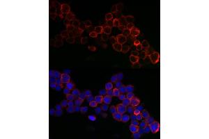 Immunofluorescence (IF) image for anti-Glutathione Peroxidase 1 (GPX1) (AA 50-203) antibody (ABIN3021456)