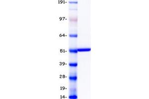 Validation with Western Blot (CYP2C19 Protein (Myc-DYKDDDDK Tag))