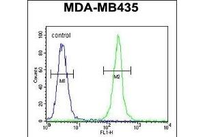 TRHDE Antibody (C-term) (ABIN651822 and ABIN2840414) flow cytometric analysis of MDA-M cells (right histogram) compared to a negative control cell (left histogram). (TRHDE antibody  (C-Term))