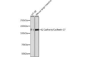 Western blot analysis of extracts of various cell lines, using LI Cadherin/Cadherin-17 Rabbit mAb (ABIN7268249) at 1:1000 dilution. (LI Cadherin antibody)